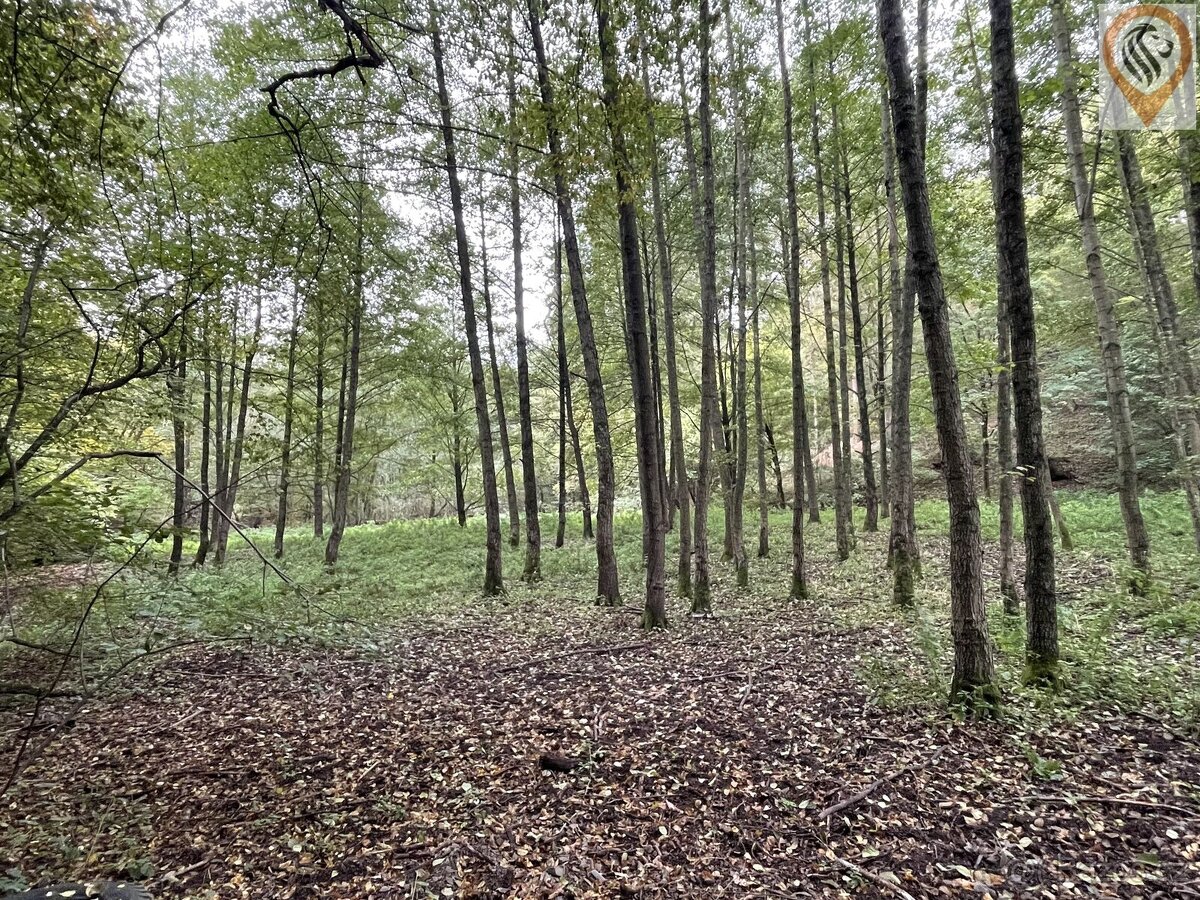 Prodej lesa o výměře 8 326m2 - 7