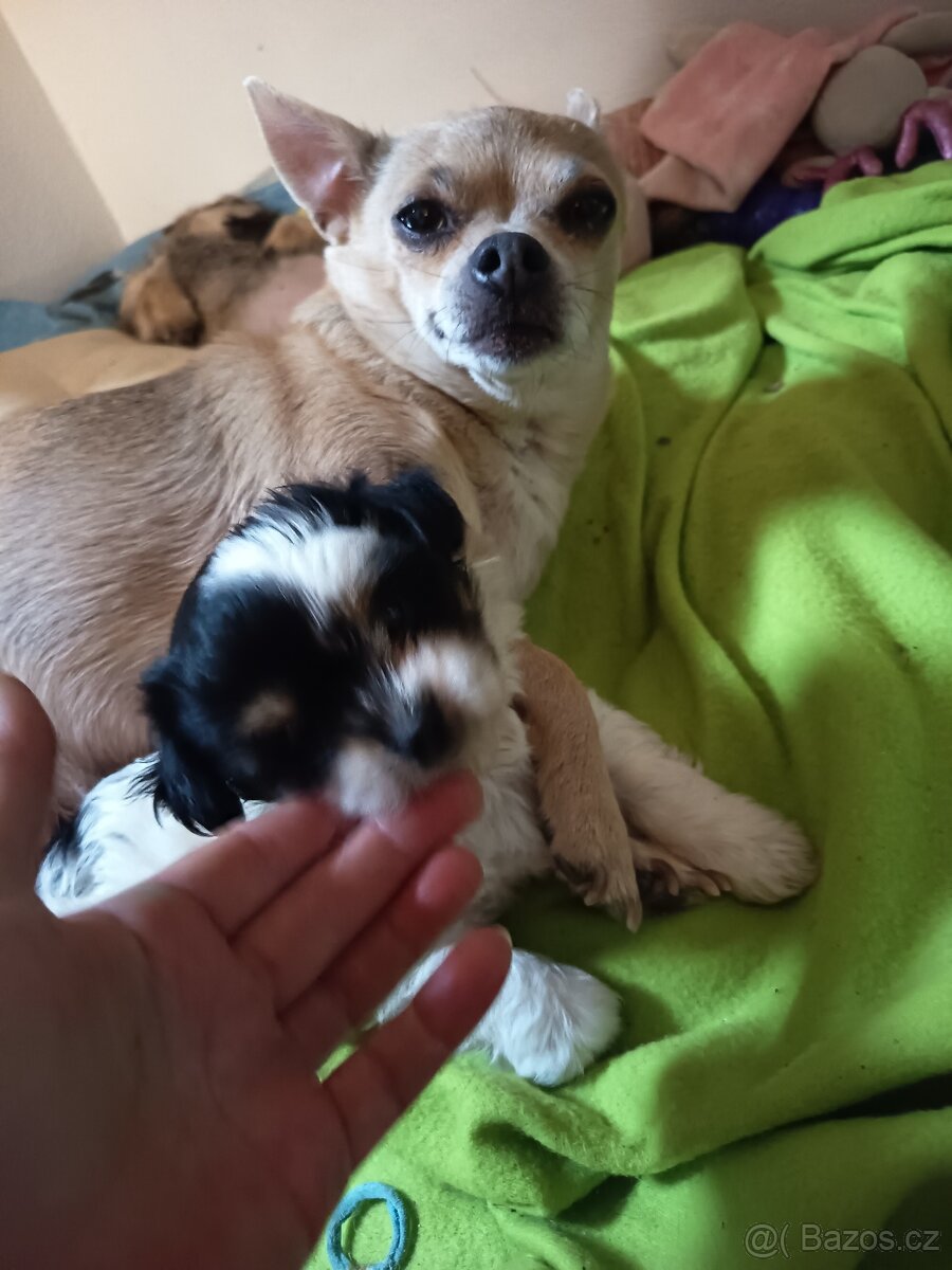 Štěňata - 7