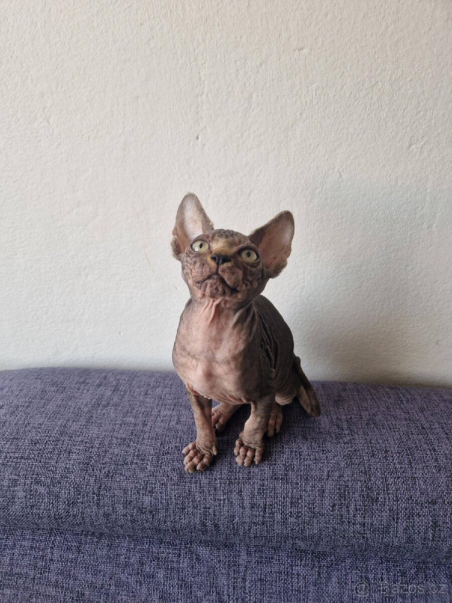 Kanadský sphynx bez PP - kluk - 7