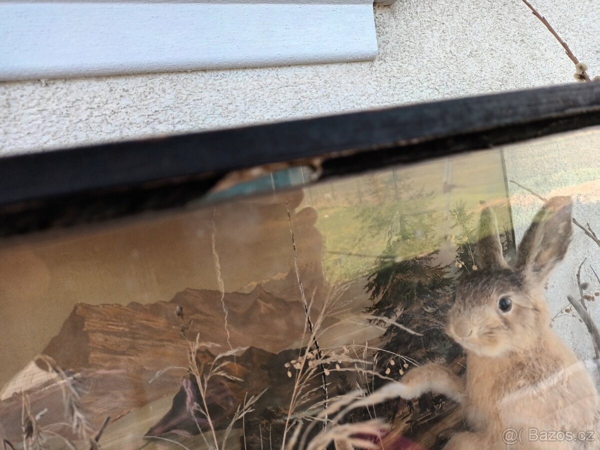 Rarita Starožitný 2x vycpaný zajíc mládě aranžmá ve vitríně - 7