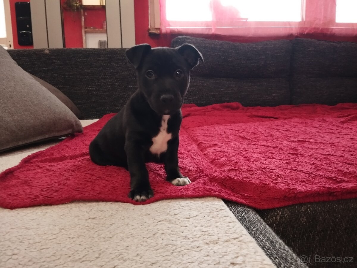 Jack Russell Terier - 7