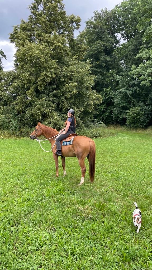 Prodám Valacha ČT, 7 let - 7