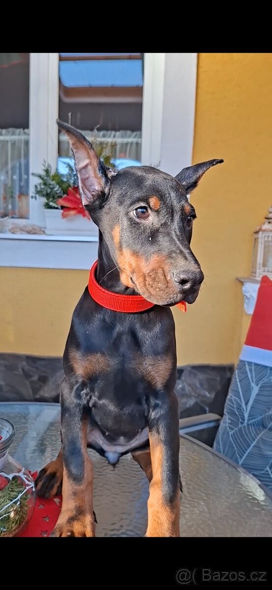 DOBRMAN Šteniatka s FCI P.P. - 7