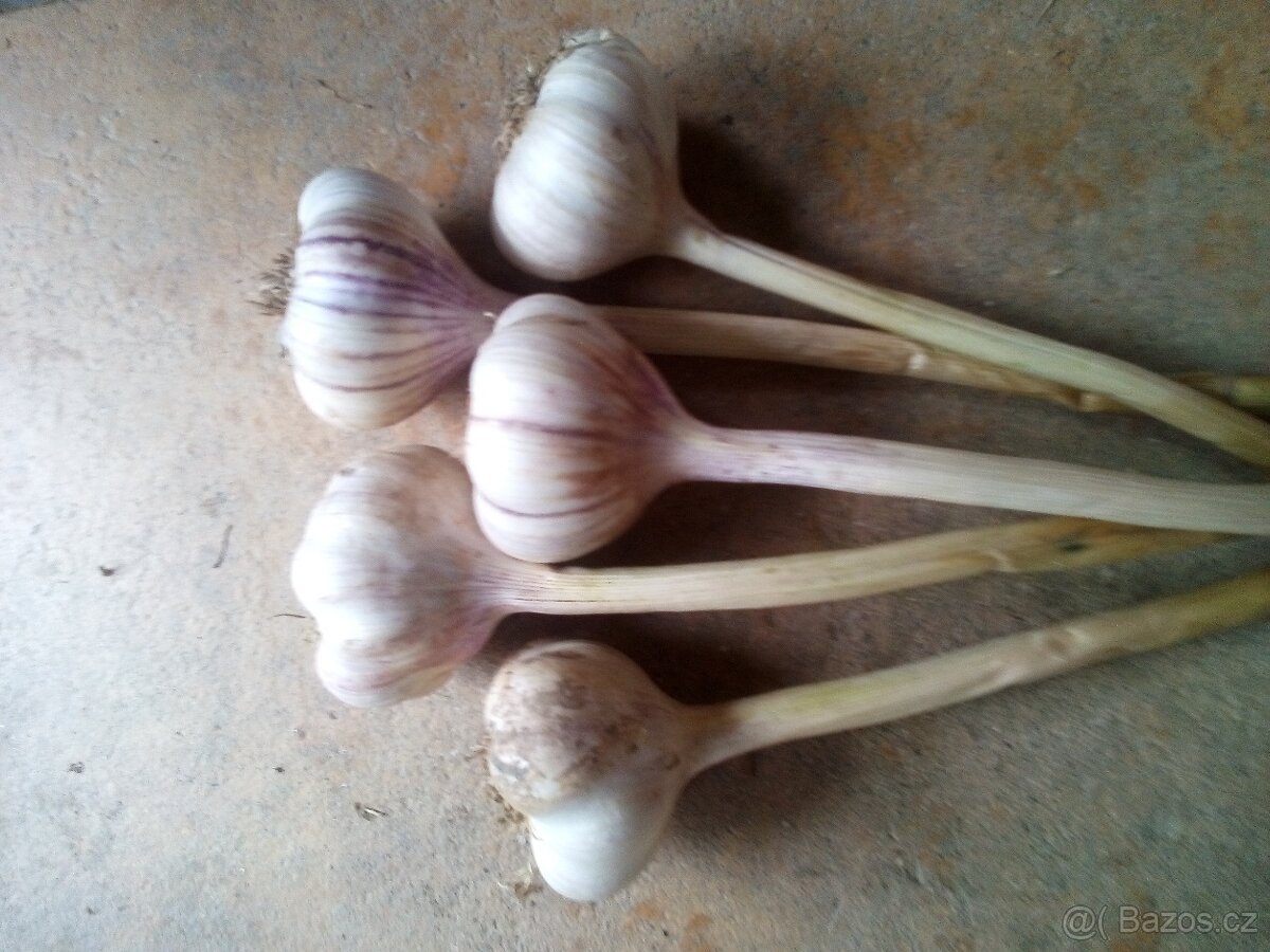 ČESNEK - 7