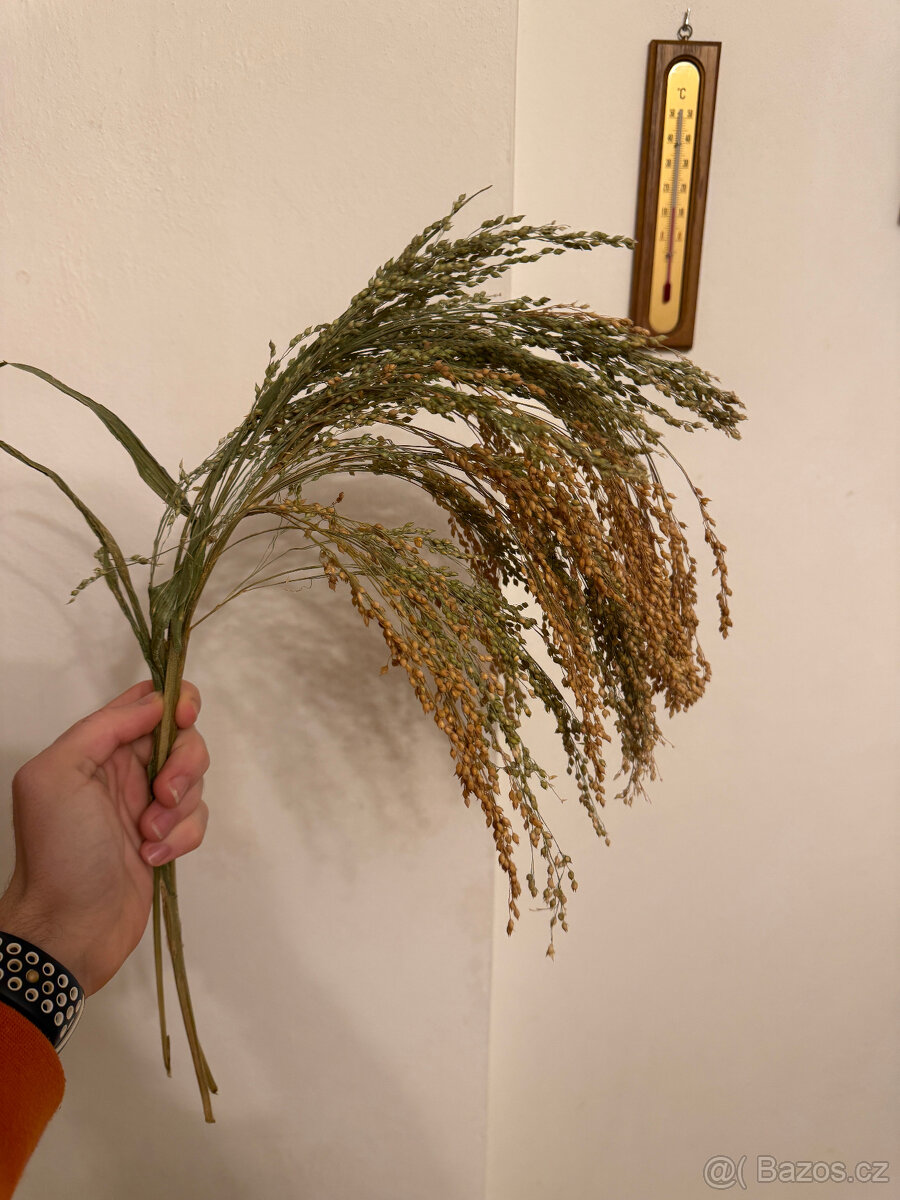 Okrasné trávy - 7