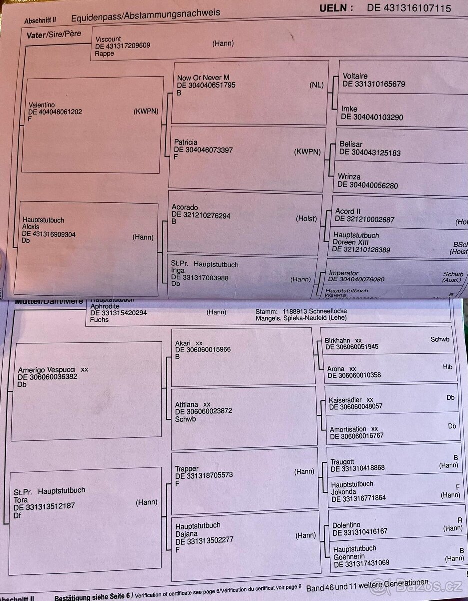 Krásná kobylka do chovu - 7