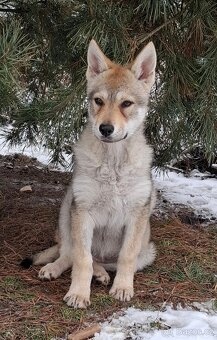 Československý vlčák s PP, fenka - 7