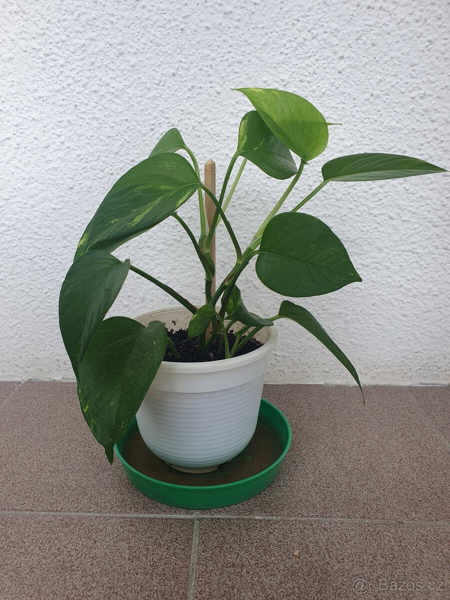 Scindapsus, Potos - 7