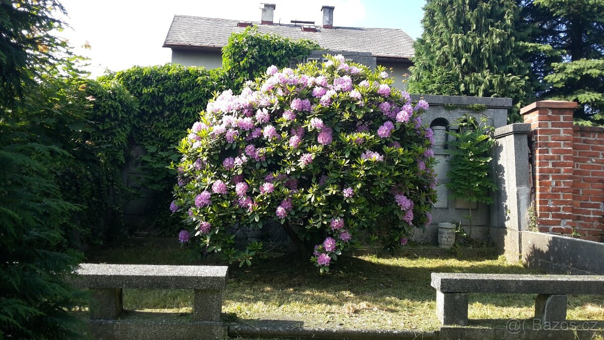 Sekání trávy zástřih živých plotů frézování pařezů - 7