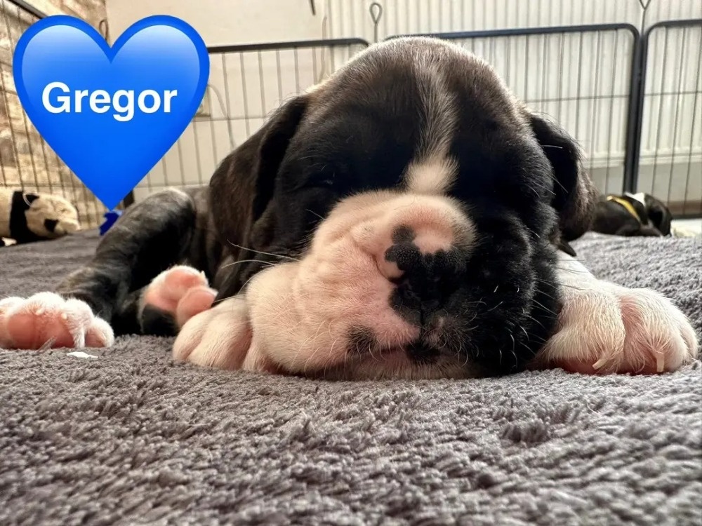 Štěňata německého boxera - 7