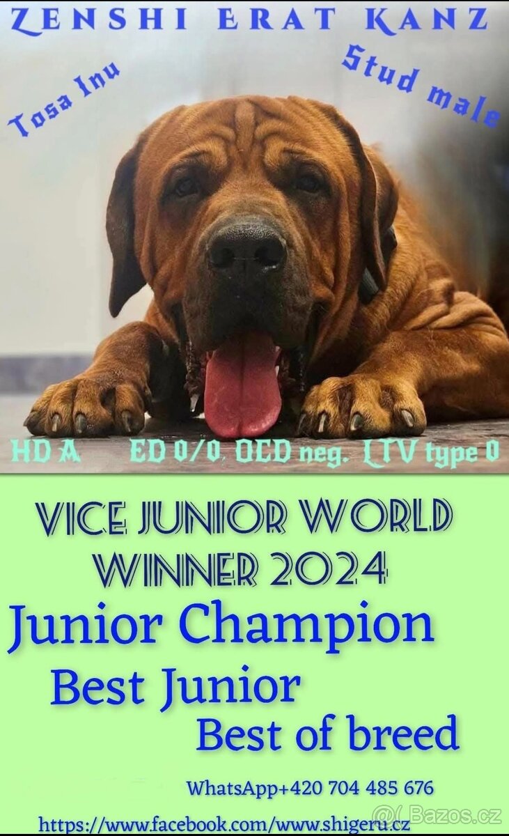 TOSA INU s PP (FCI) - 7
