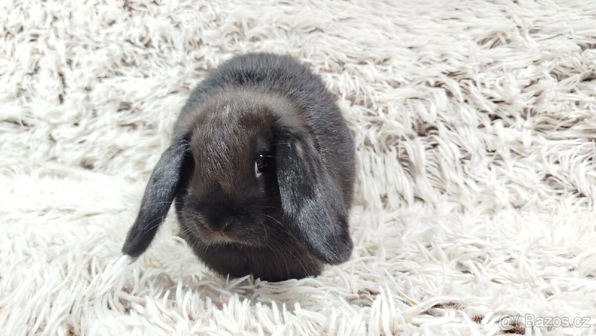 Zakrslý beránek, králíček, králík - BIBI - 7