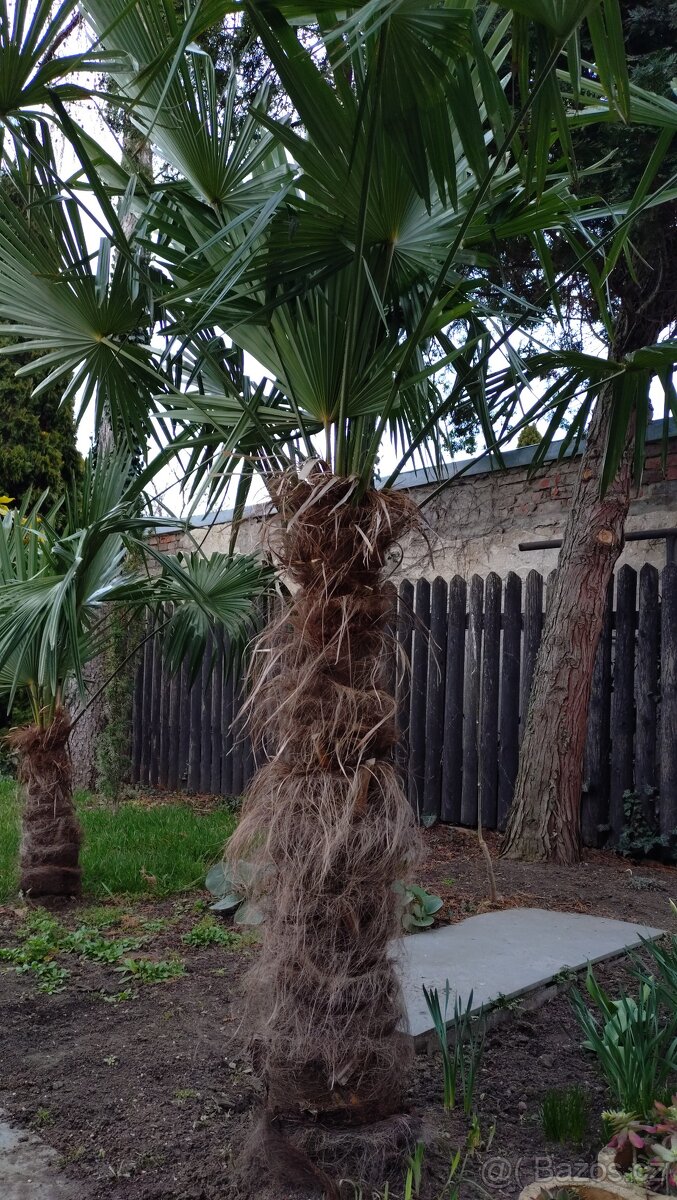 Trachycarpus fortunei - 7