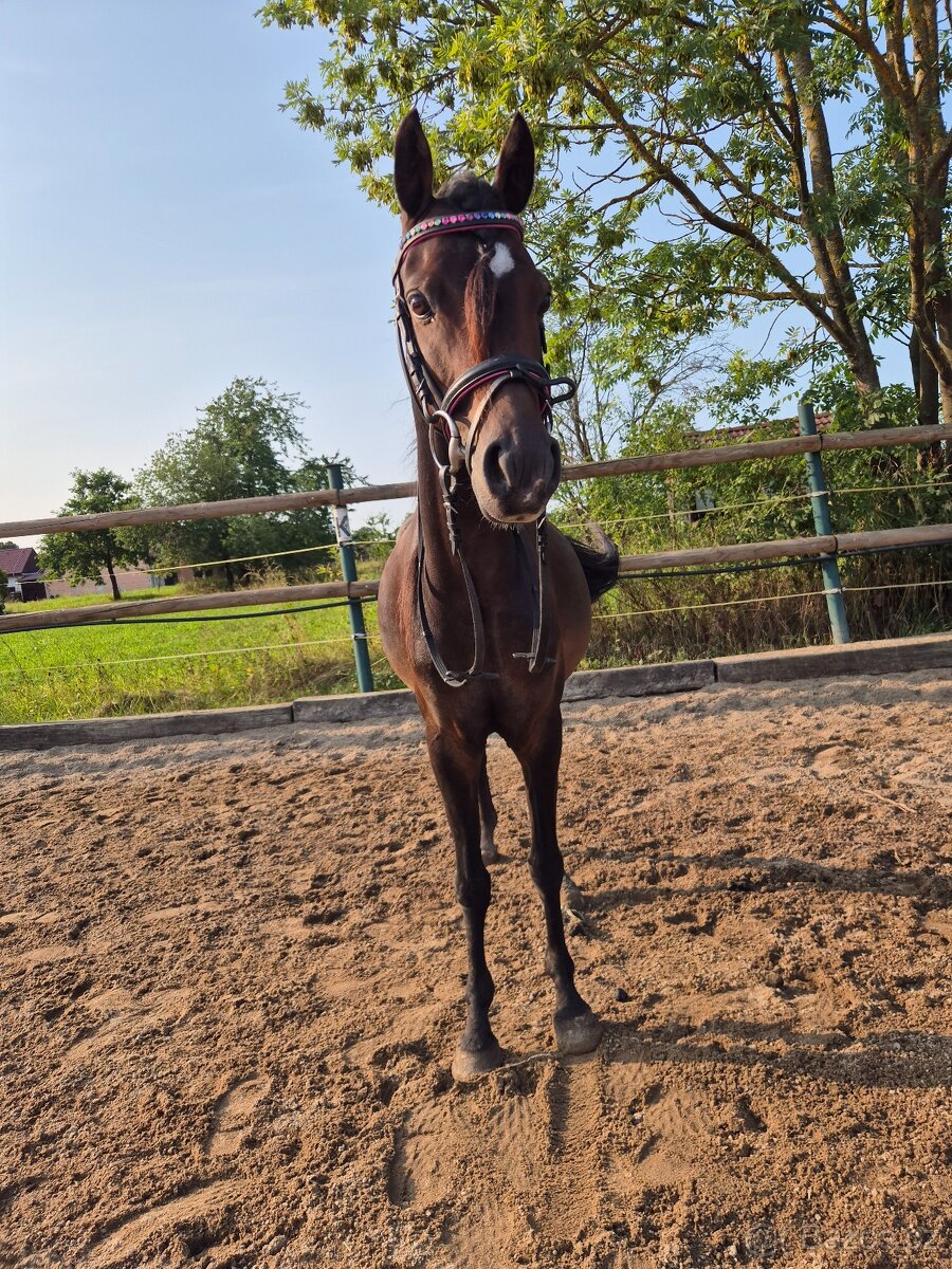 Klisna 6let welsh pony B ukončení JK - 7