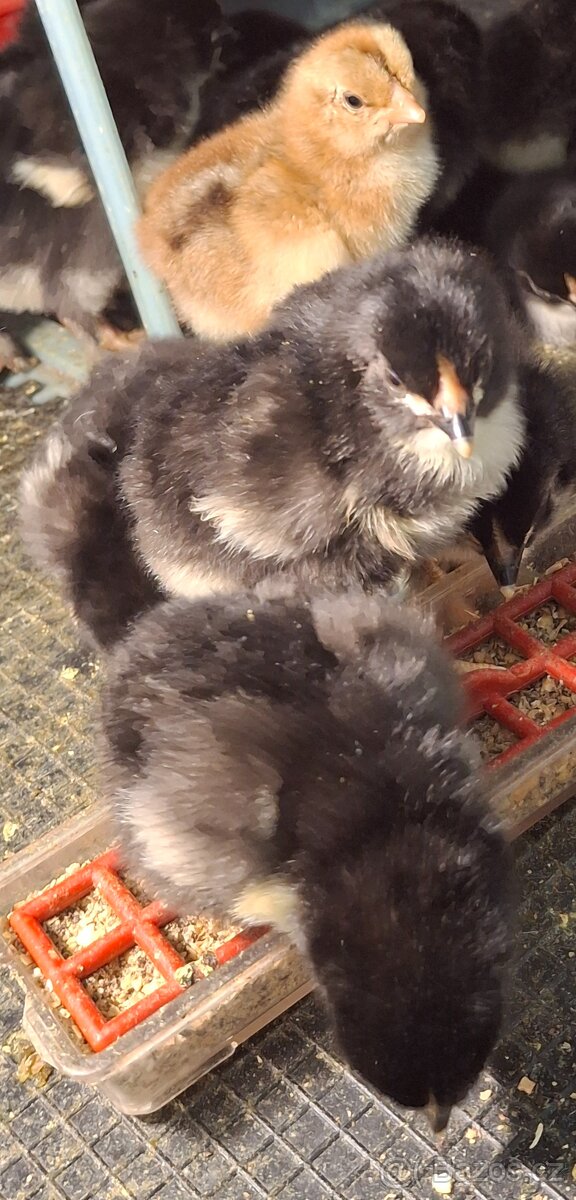 Marans, araukana - 7