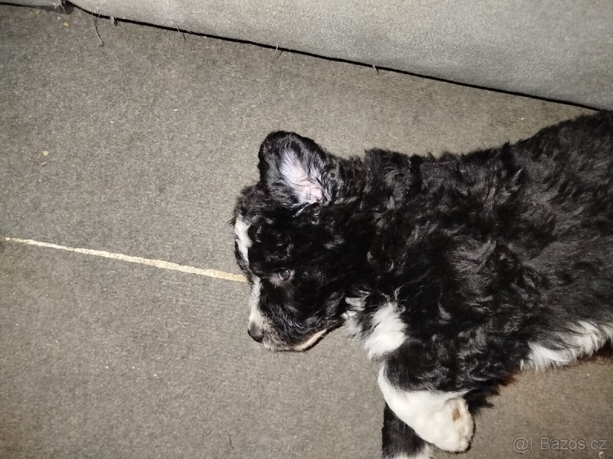 3 štěňata na prodej - 7