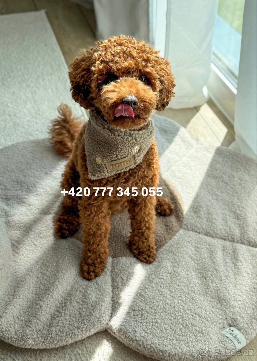 Toy pudl chlapeček Toy Poodle Male boy Red Brown - 7