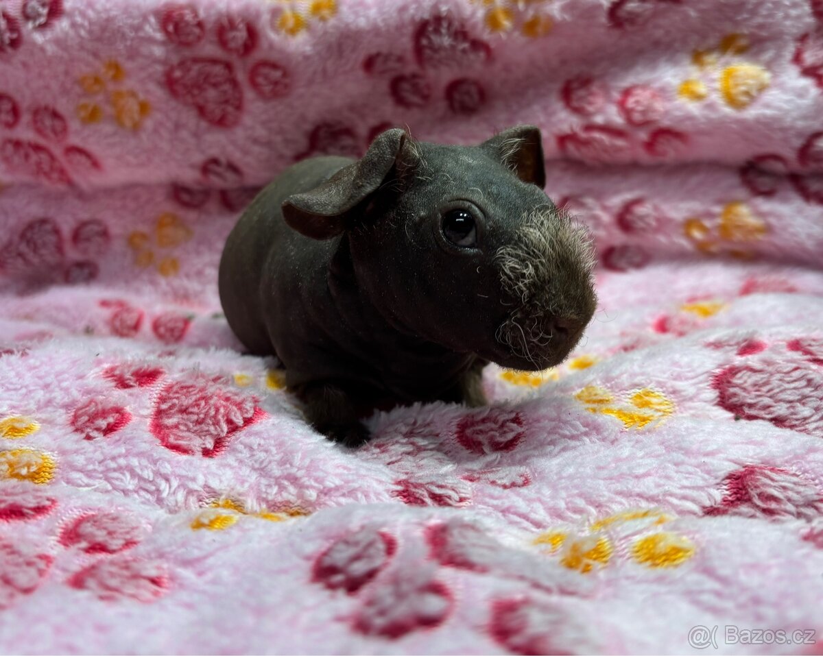 Skinny morče, sameček s PP - 7