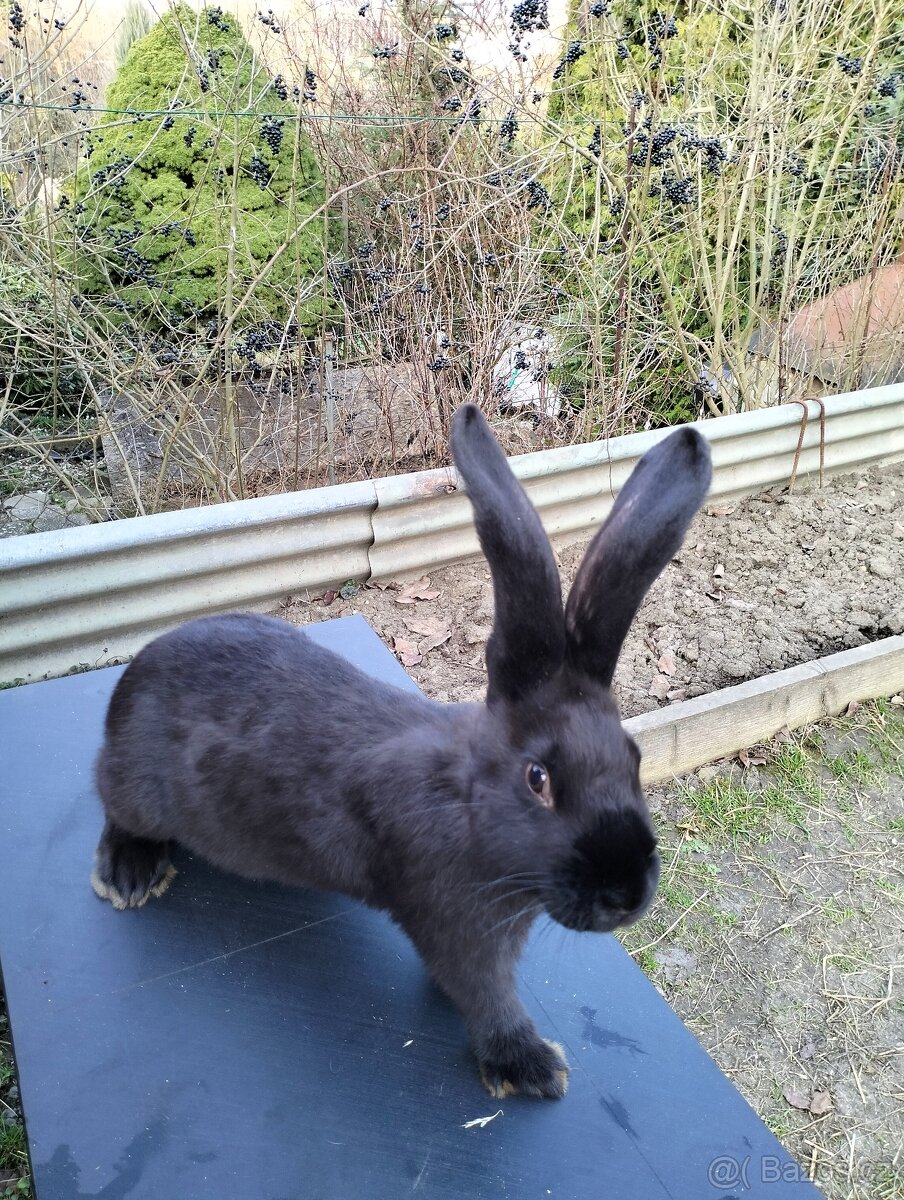 Německý strakač - 7