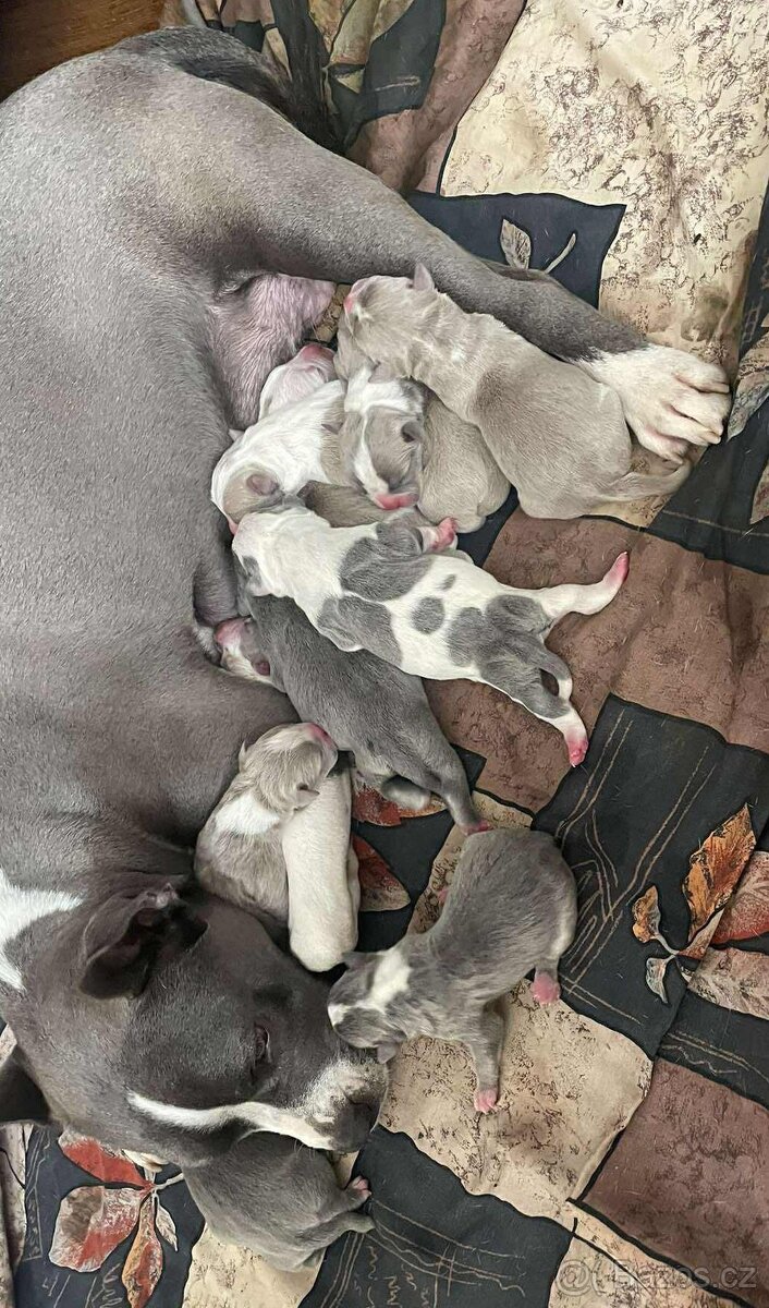 Stafordšírský bulteriér - 7