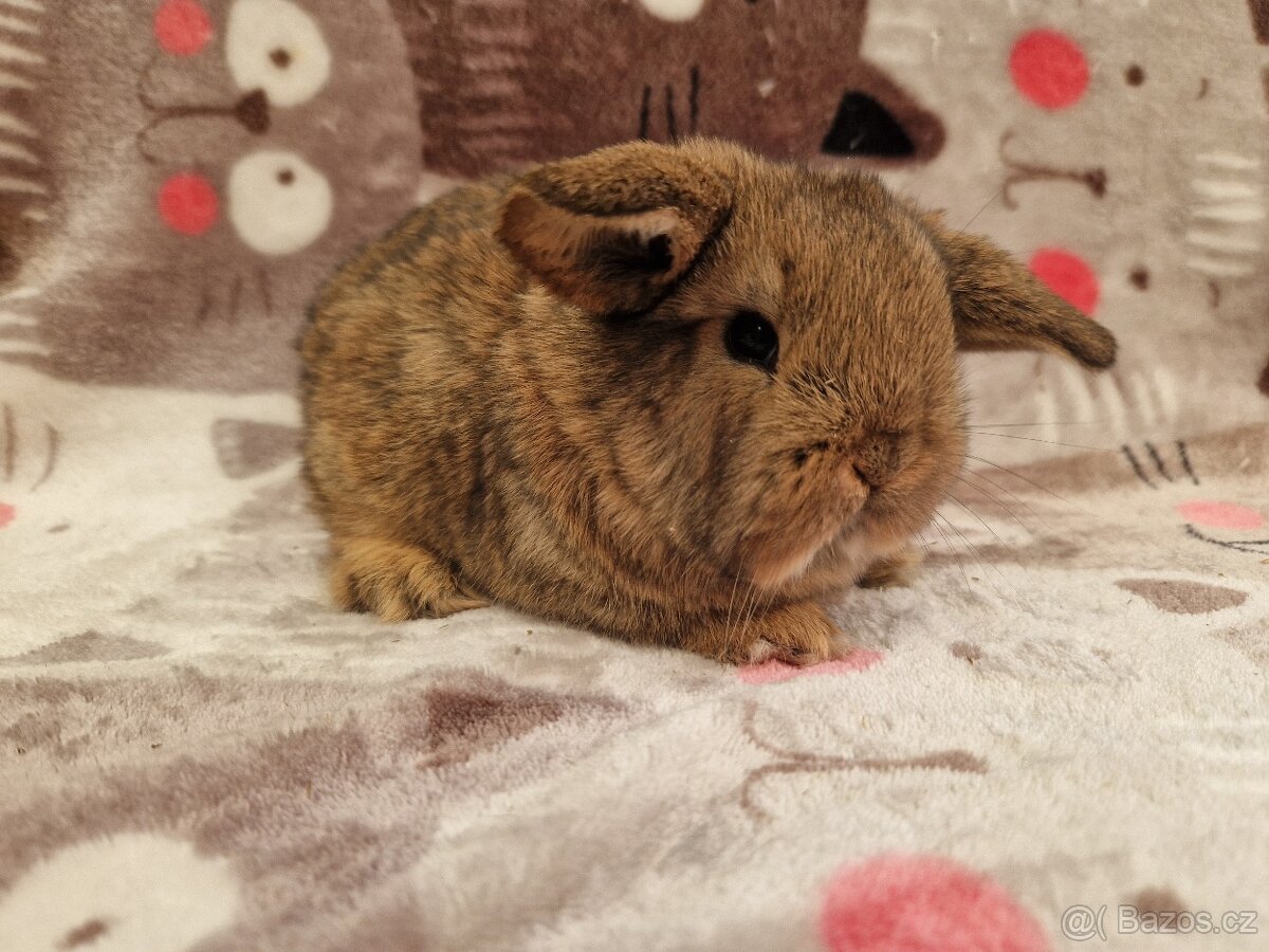 Zakrslý beránek - minilop - 7