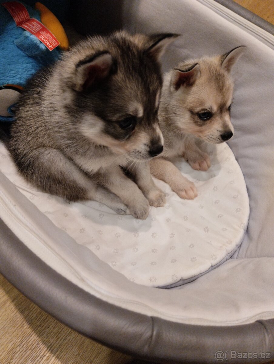 Aljašský Klee kai - 7