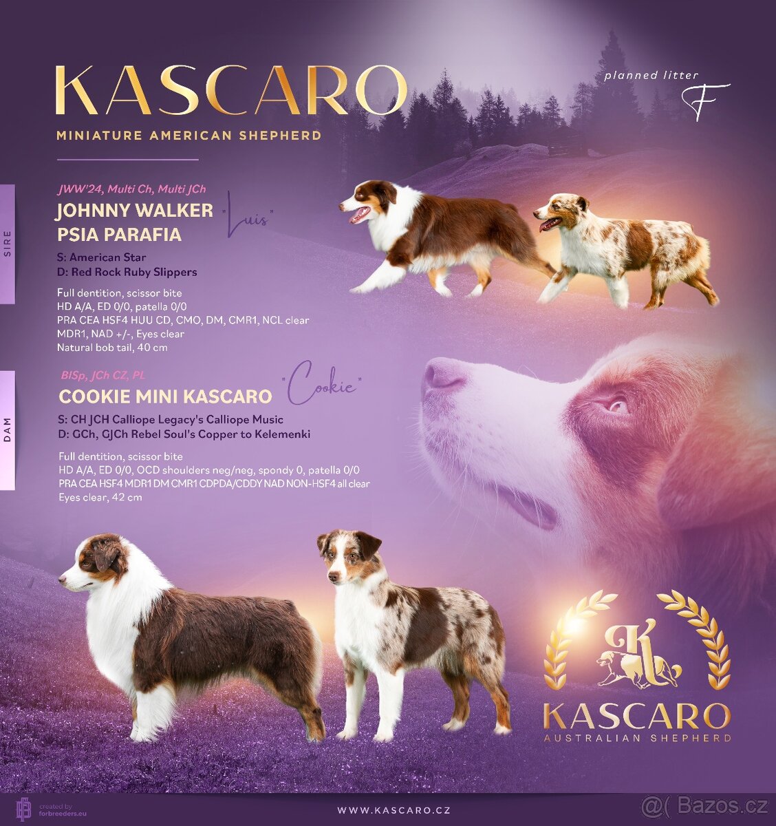 Miniaturní americký ovčák s PP (FCI) - 7