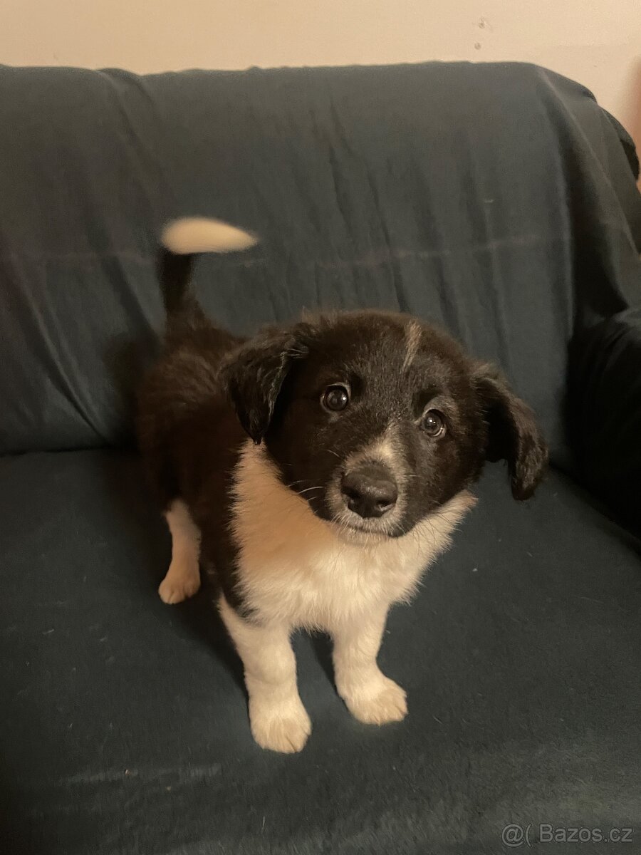 Štěňátka kříženci border kolie - 7