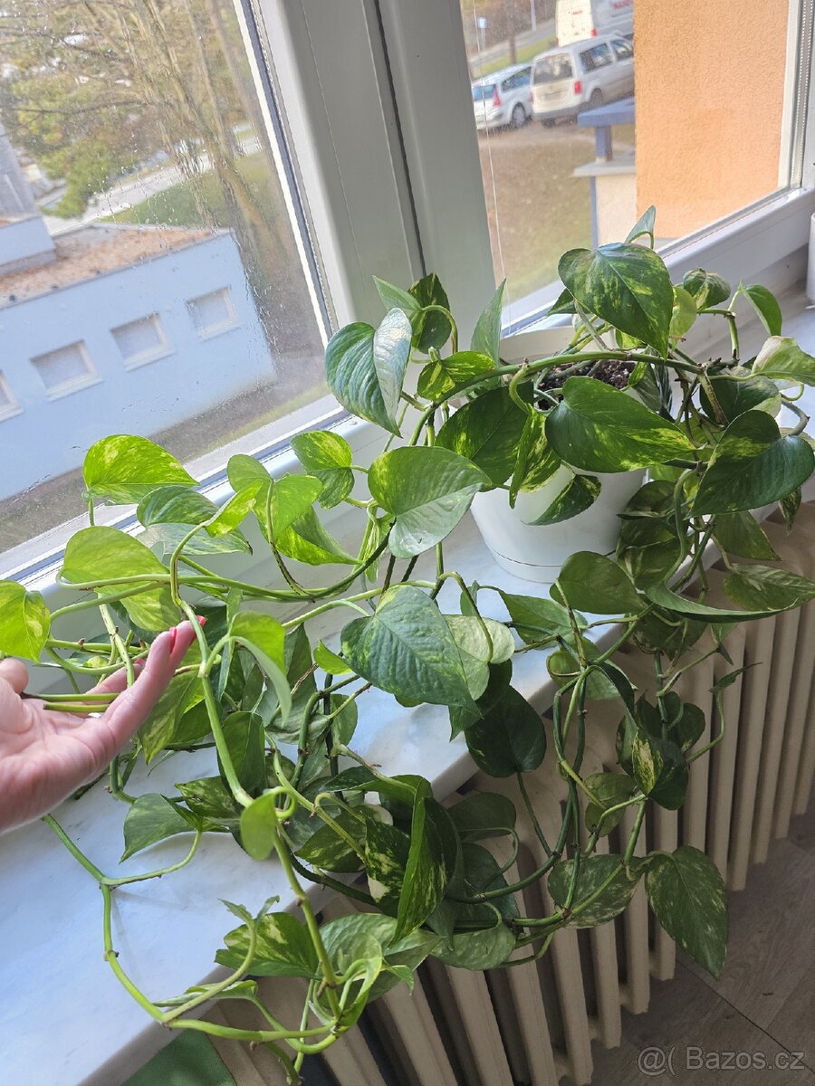 Epipremnum / Potos - 4x marble, snow queen, global, neon - 7