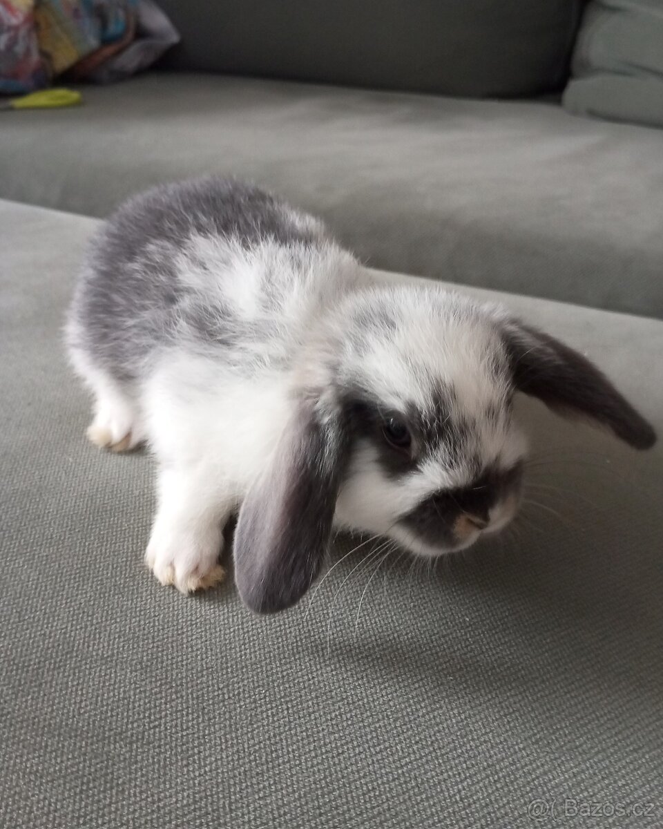 Zakrslý beránek králíček - 7