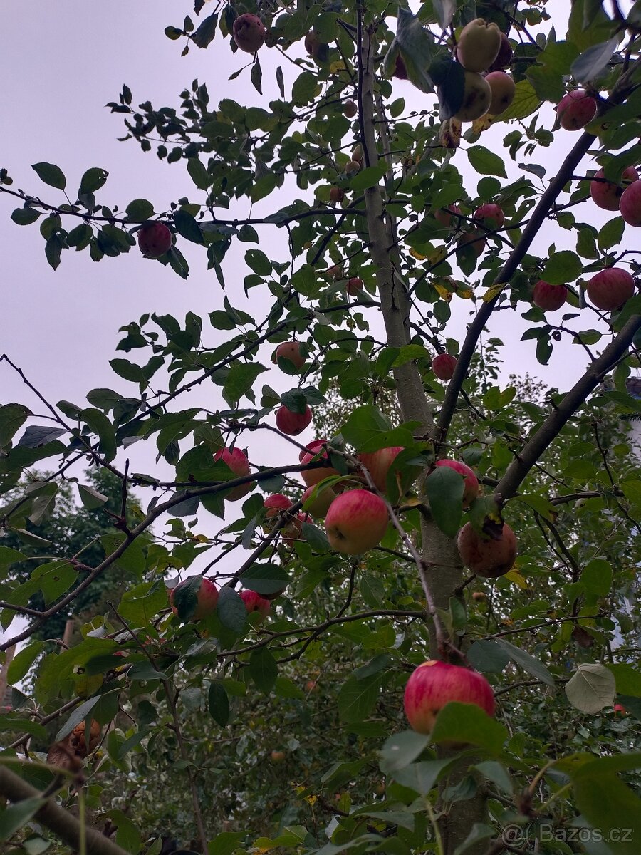 Pronájem zahrady v Plzni - Lobzy. Gril a rekreace. 1890 Kč - 7