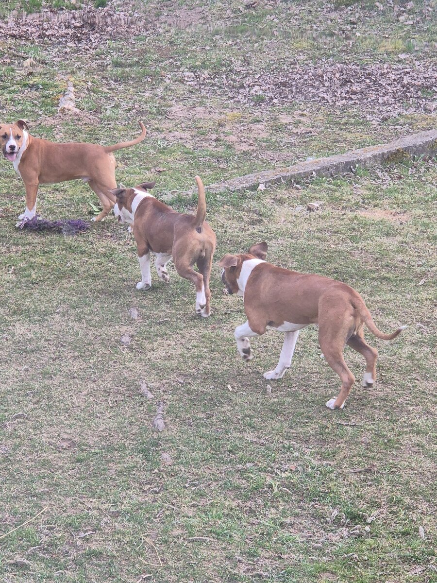 Americký stafordšírský teriér s PP - 7