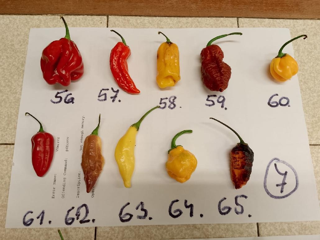 Semínka chilli papriček - zdarma - 7