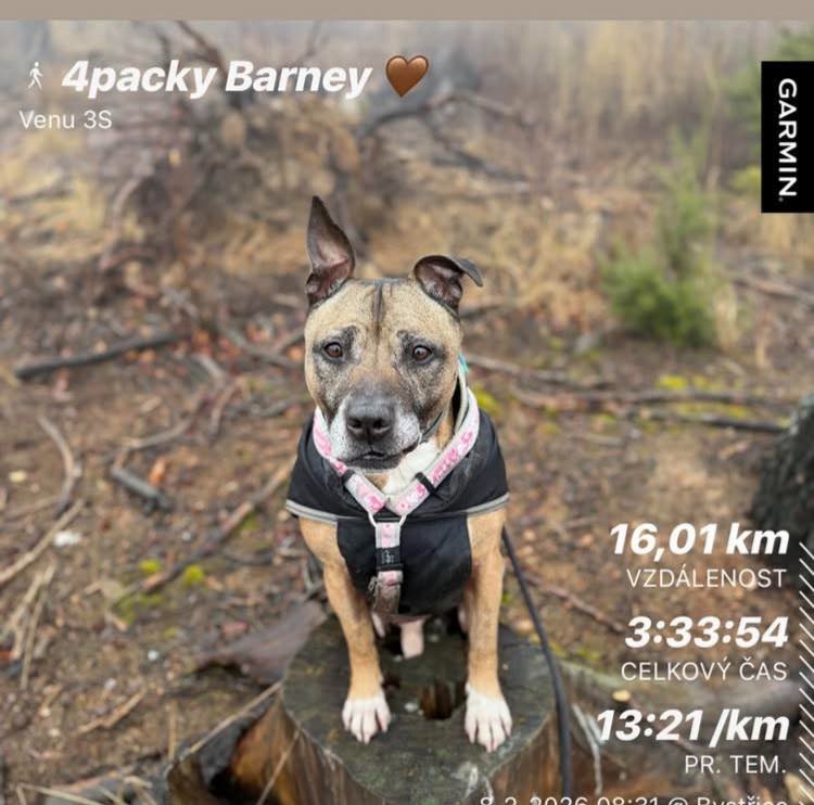 Najde kříženec staforda domov? - 7