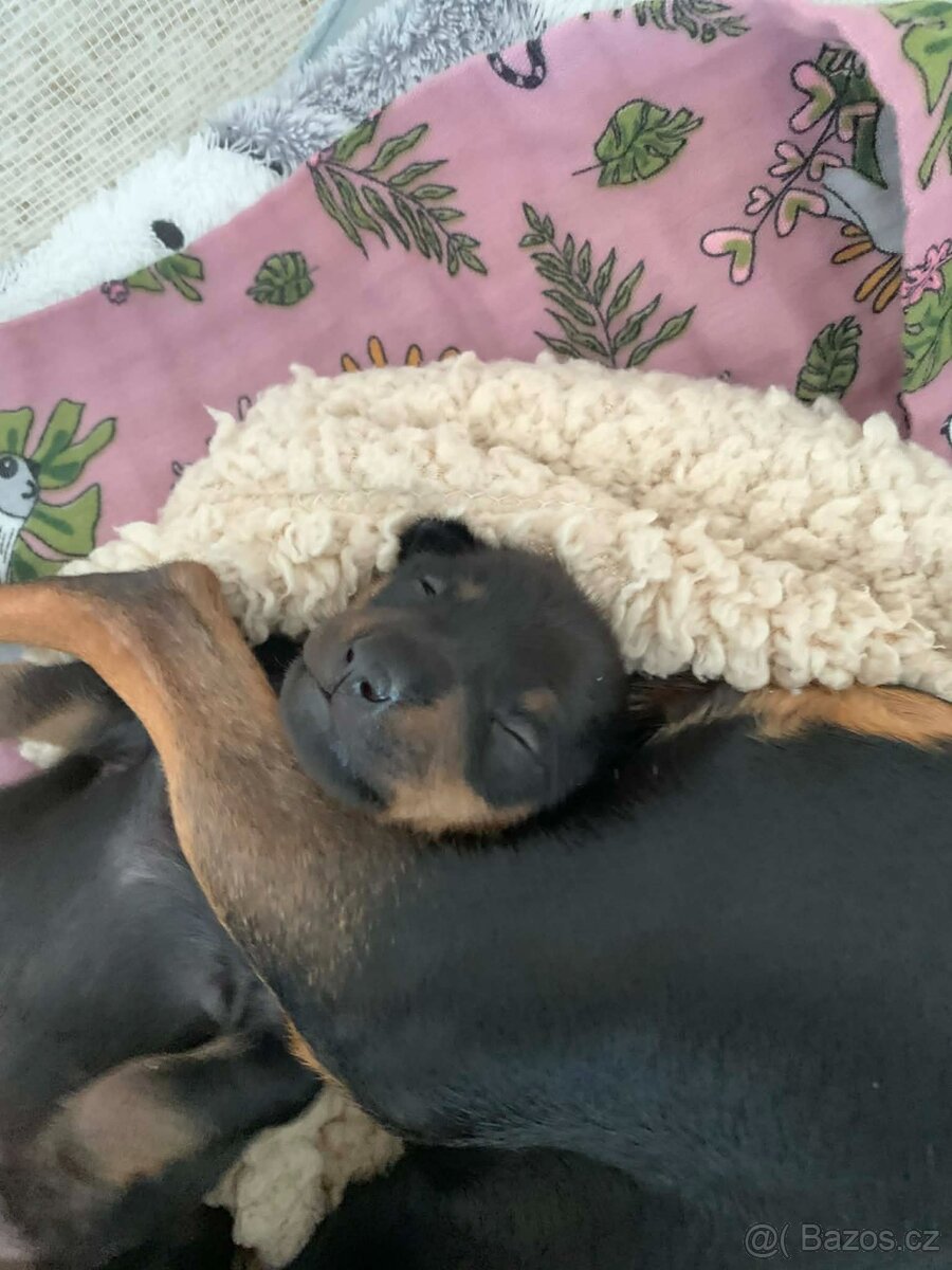 Pražský krysařík - mini - 7