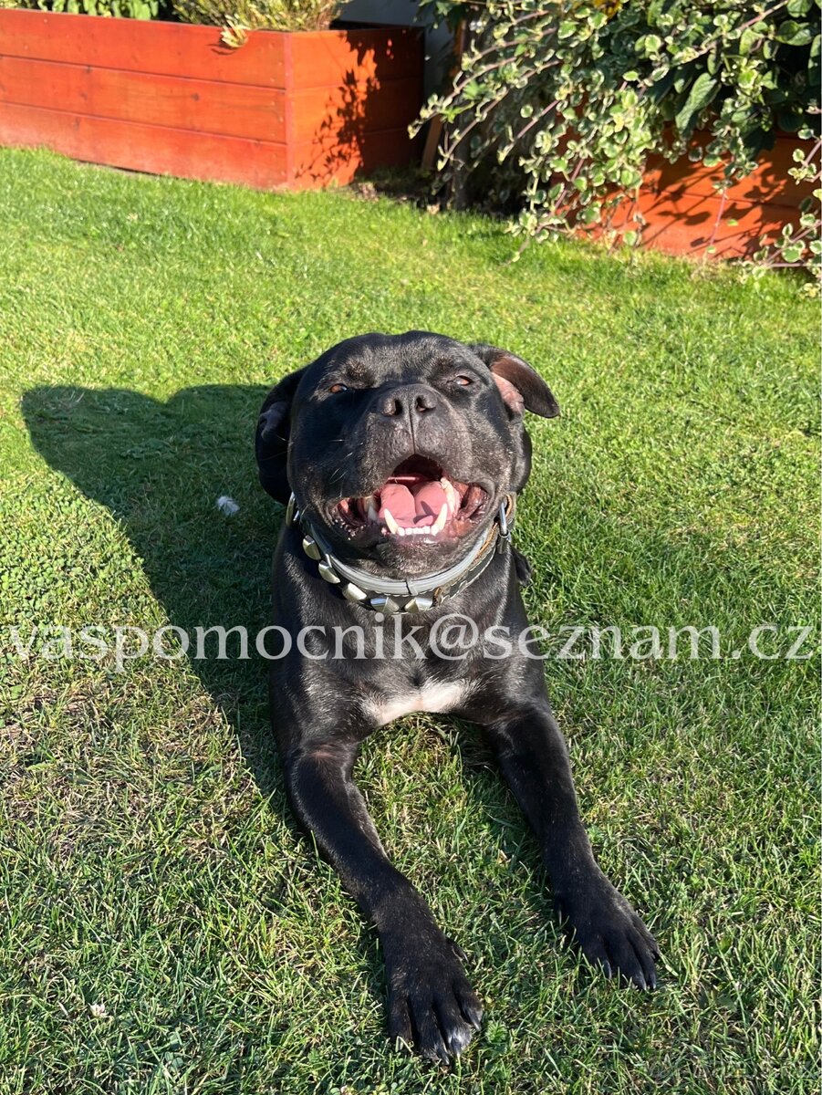 Pitbull ke krytí - 7