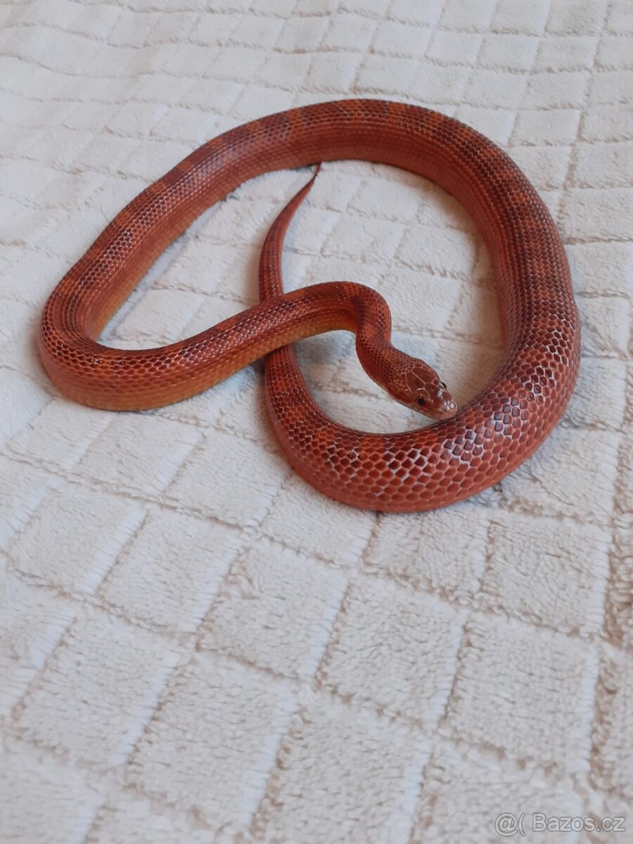 Užovky červené, krajta královská - 7
