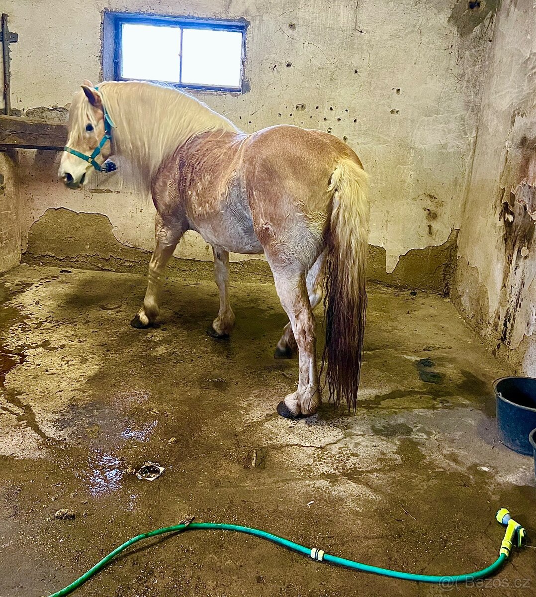 Ustájení koní - 7