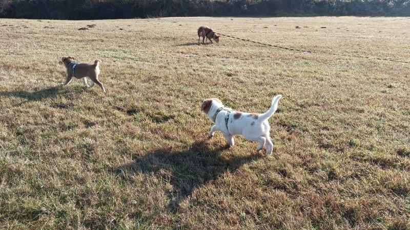 Kanaánský pes štěně s PP - 7