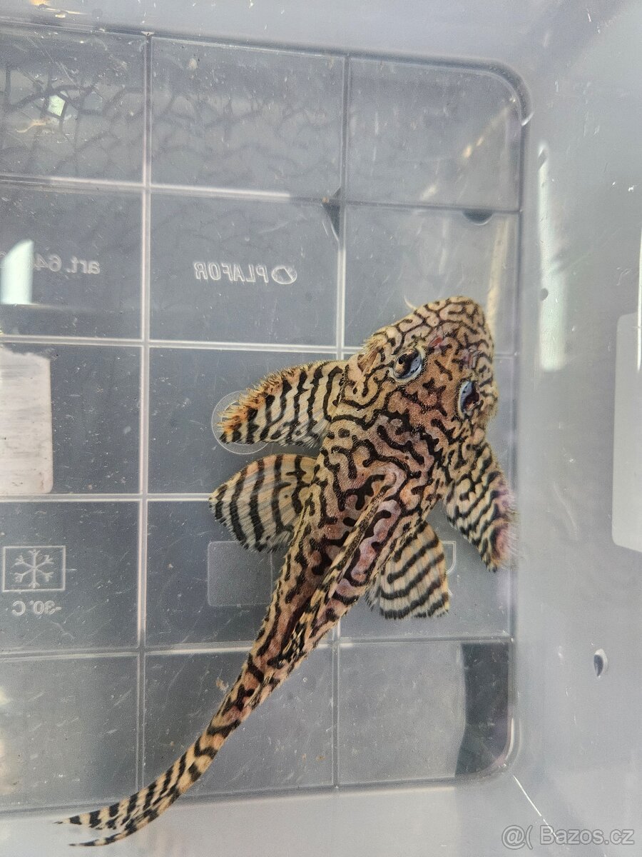 L 236 Super Yellow - chovné páry - 7