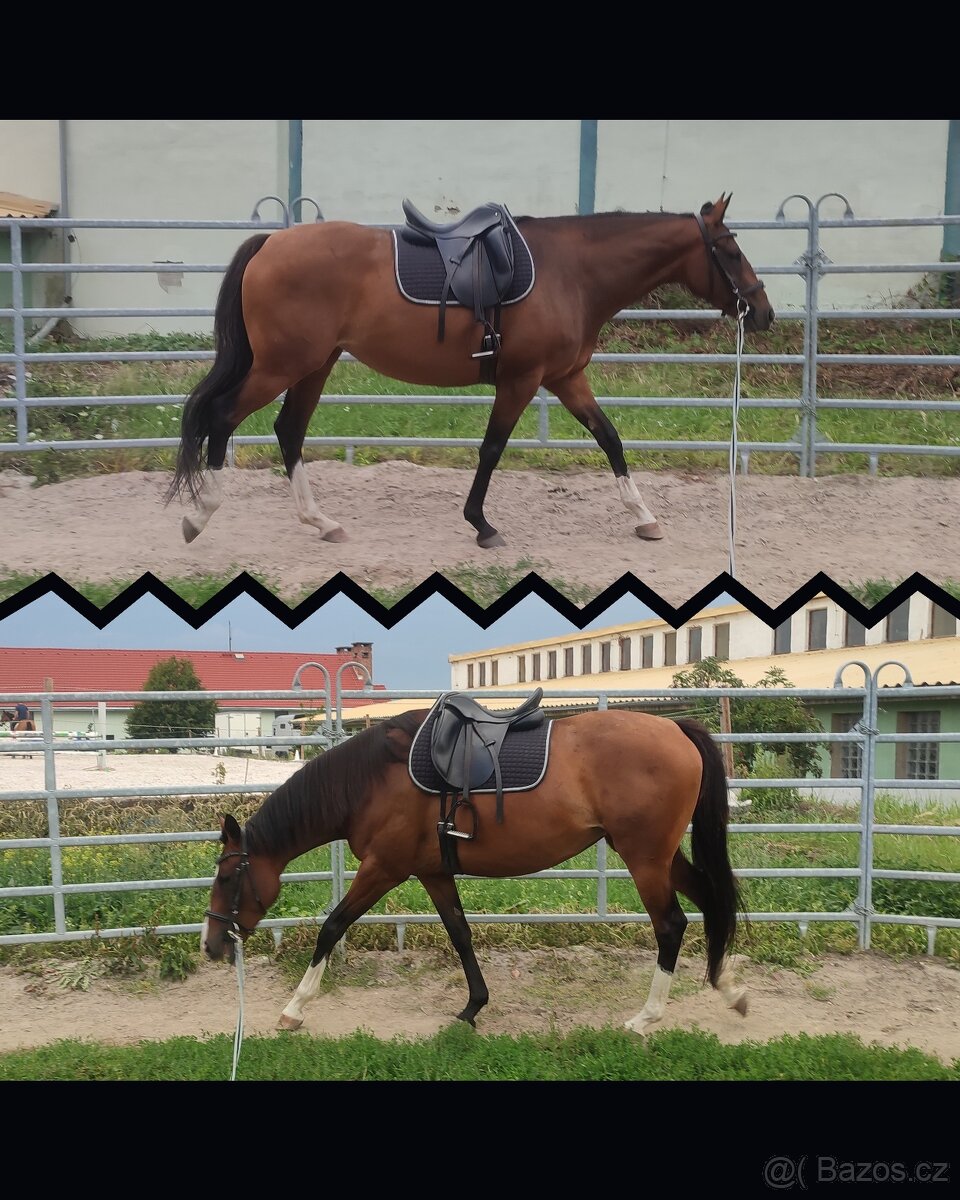 Líbivá 6-letá klisna - do konce roku cena dohodou - 7