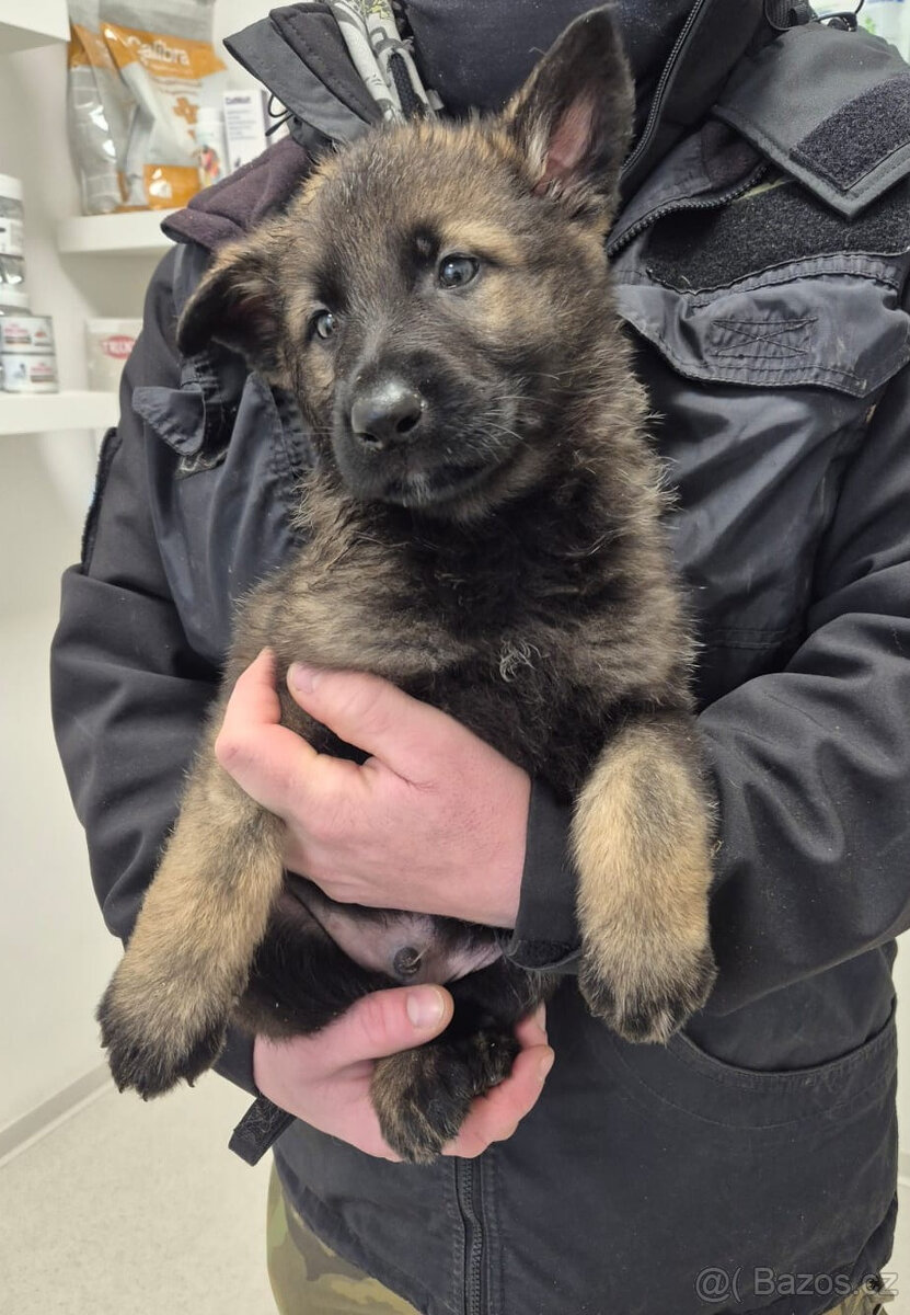 ŠTĚNĚ NĚMECKÝ OVČÁK - 7