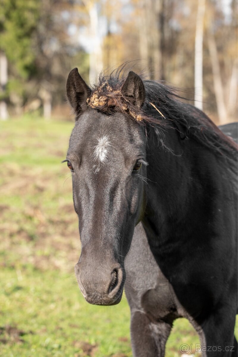 6 letá klisna WBPR - 7