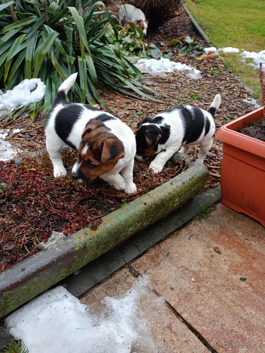 Jack Russel terier - 7