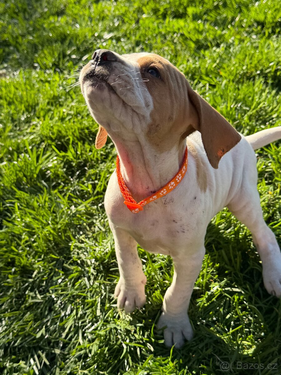 POINTER, stěňata bez P.P. - 7