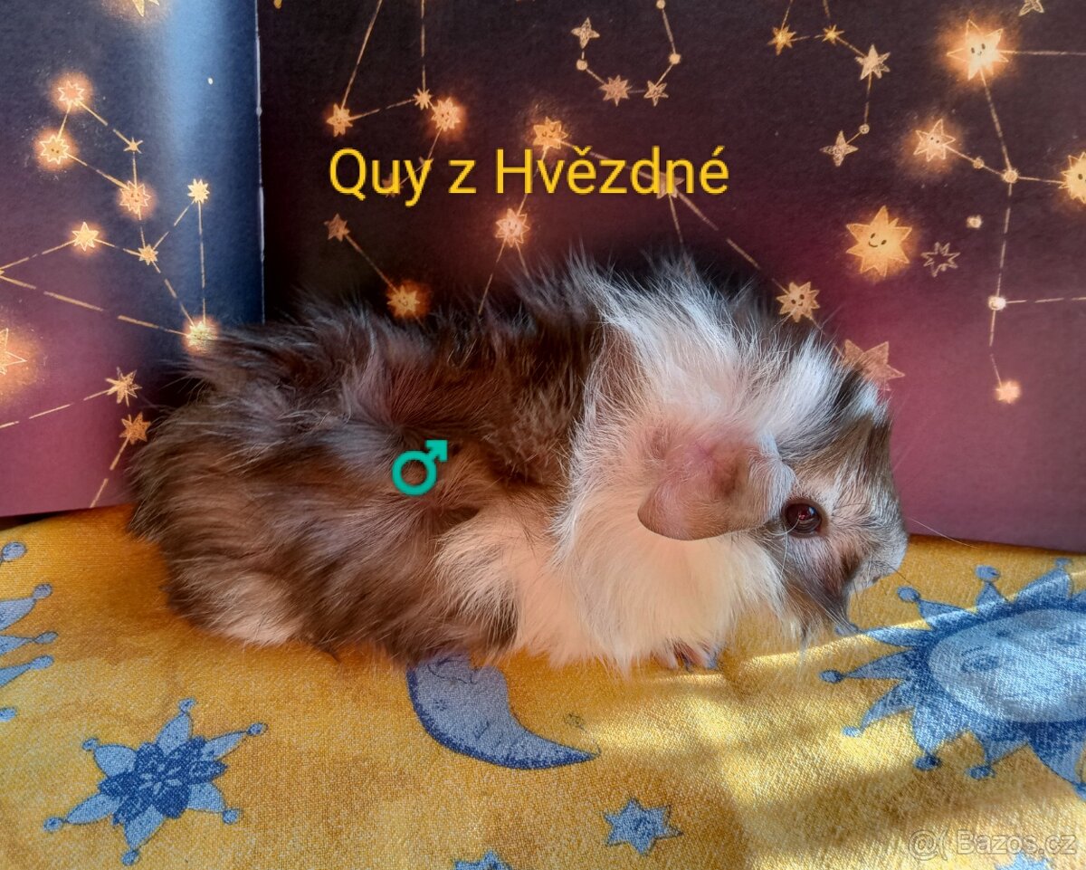 Morčátko CHS Z Hvězdné Liberec - 7