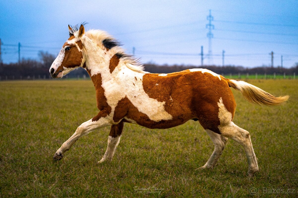 American Paint Horse - 7