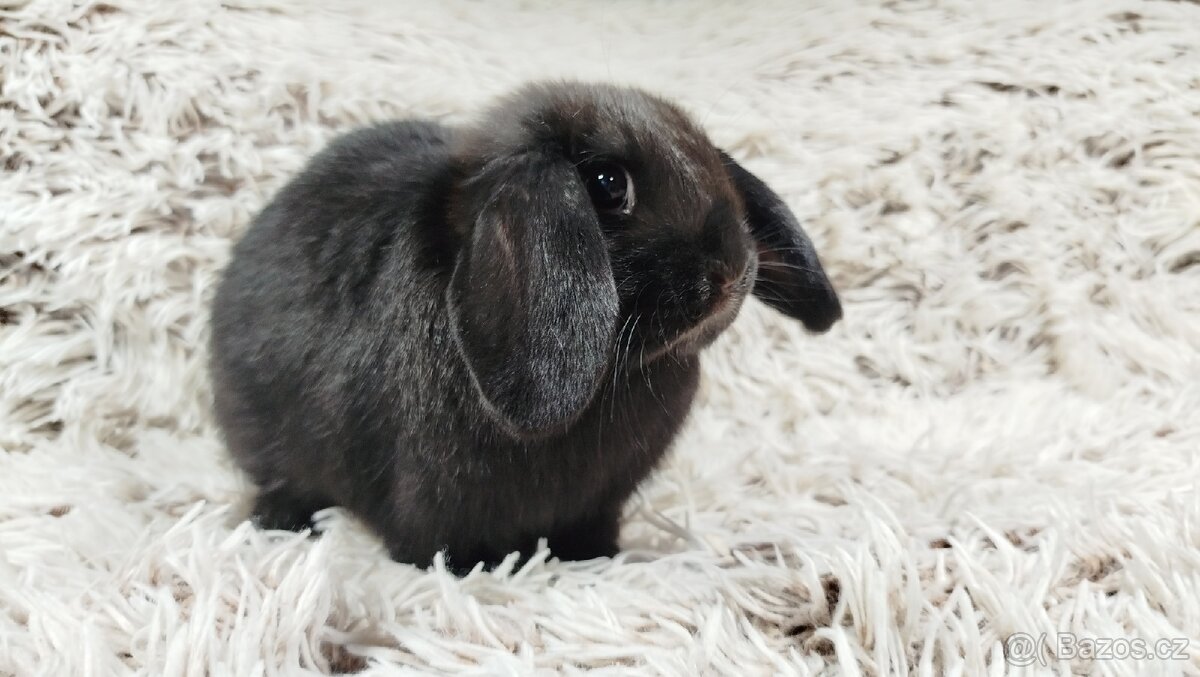 Zakrslý beránek, králíček, králík - BRUNO - 7