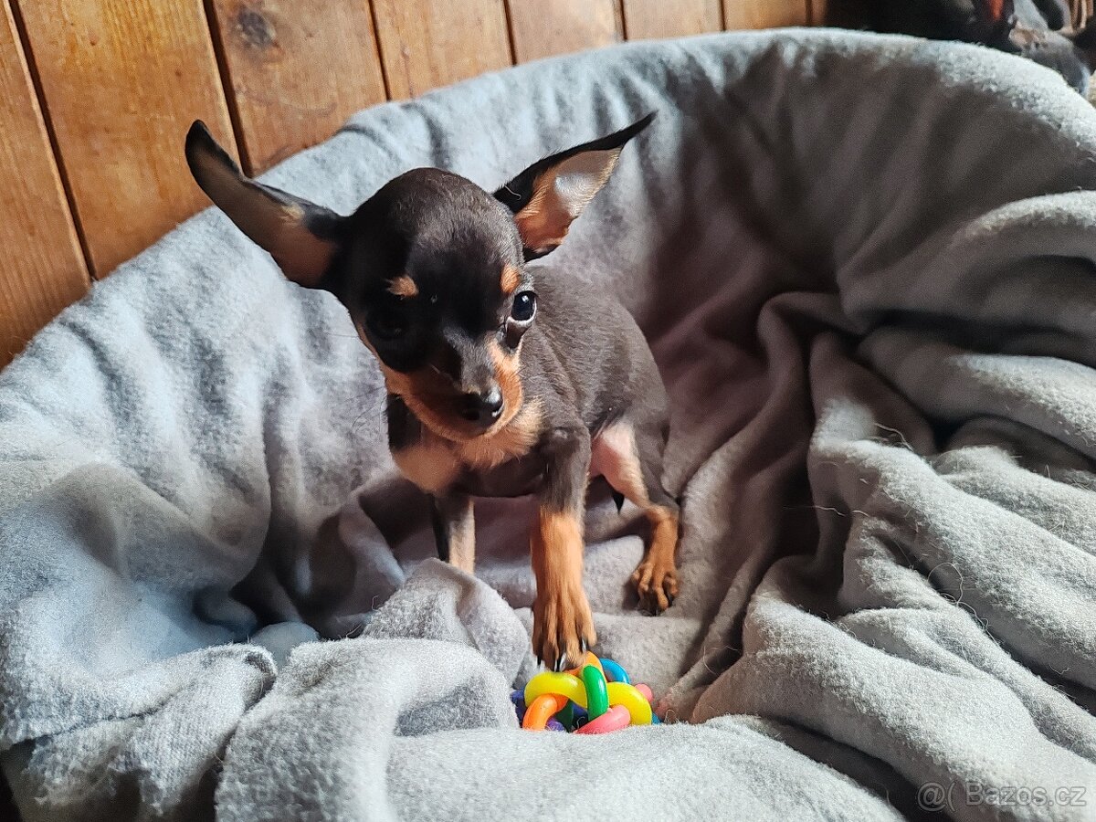 Pražský krysařík - štěňátka - 7