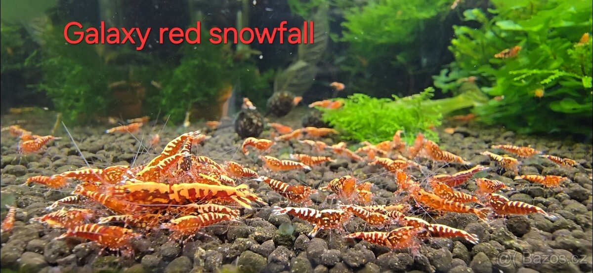 Krevetky caridina - 7